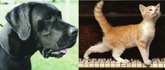 CatDog